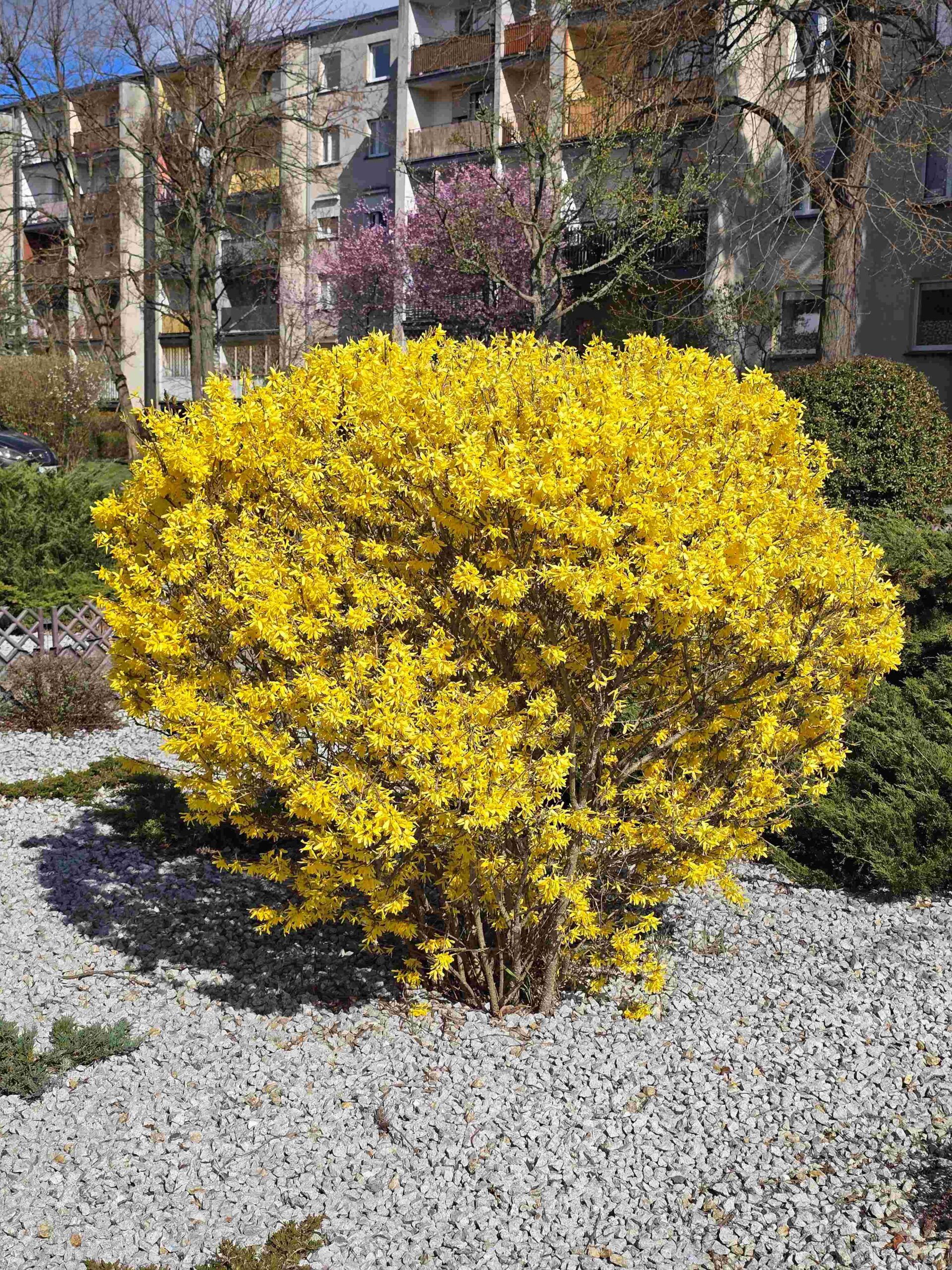 Złoty akcent wiosny na naszym osiedlu.